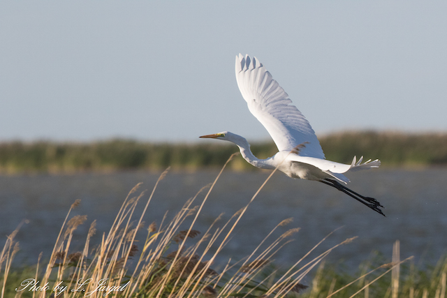 Цасч дэглий  (Ardea alba)